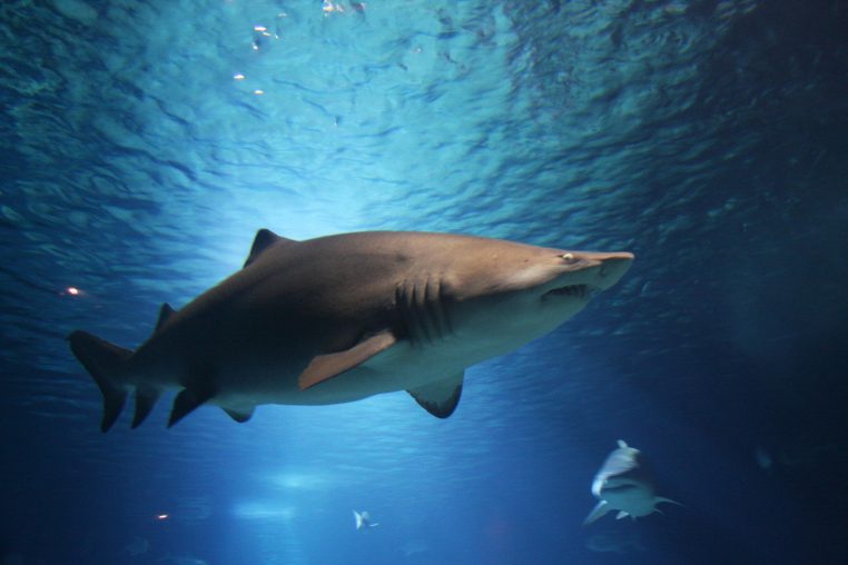 New Jersey un impressionnant requin de 450 kg capturé dans l'océan !