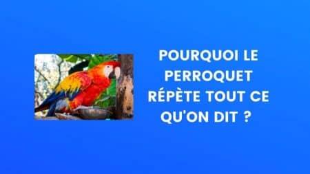 Le saviez-vous perroquet
