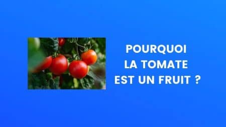 Tomate