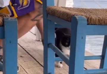 Un homme encours 10 ans de prison après avoir jeté un chat dans la mer Grèce !