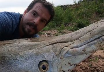 Un trentenaire décroche un record avec cette prise de pêche d'un poisson préhistorique de plus de 130 kg !