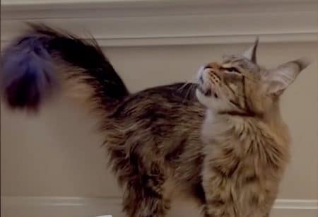chat parle