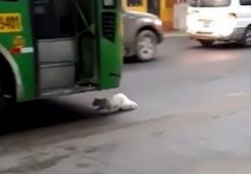 chat bus