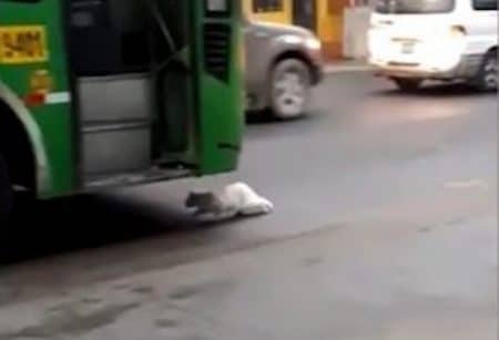 chat bus