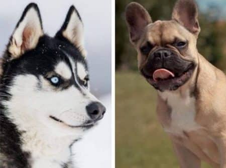 chien vie