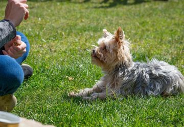 Bergerac : les crottes de chien en ville sanctionnées d'une forte amende pour les propriétaires