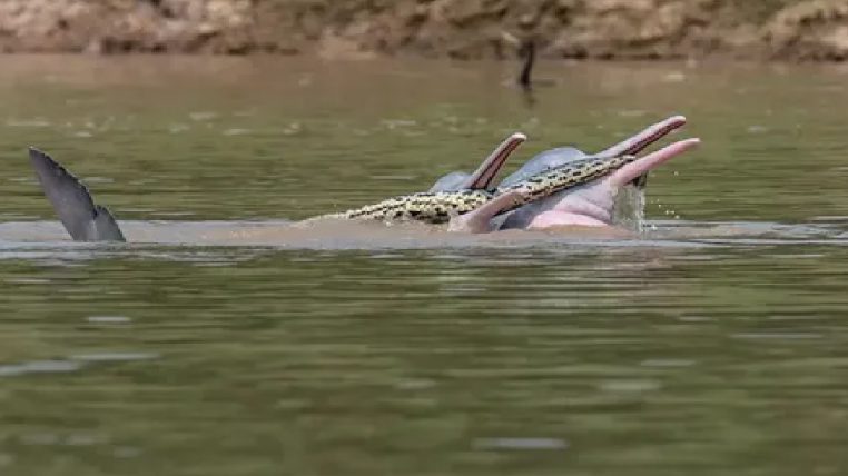 Incroyable : des dauphins roses surpris en train d'agresser un anaconda !
