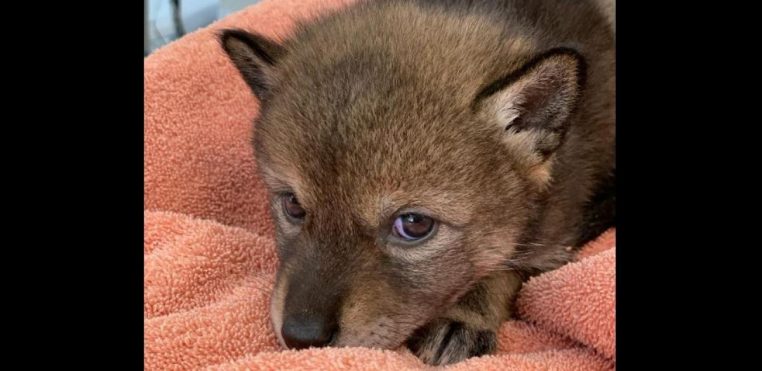 This family thinks of raising a puppy... which is actually a coyote