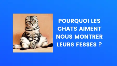 fesses chat