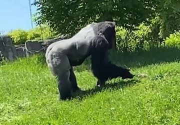 Un gorille caresse une marmotte au zoo de Detroit