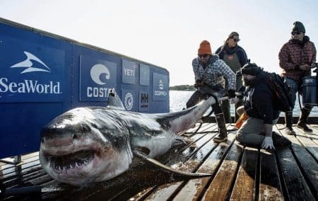 requin