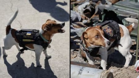 jack russel terrier