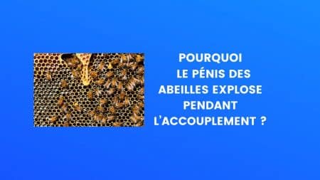 abeille