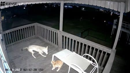 Un coyote attaque un chat