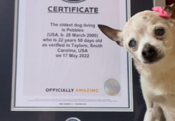 Ce petit chien est officiellement le plus vieux au monde !