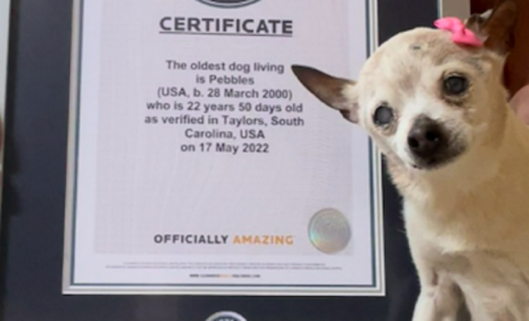 Ce petit chien est officiellement le plus vieux au monde !