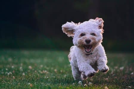Chien