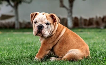 Chien triste