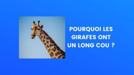 Girafe