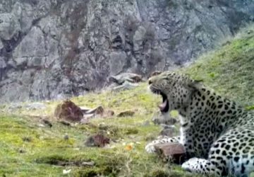 Leopard d'Anatolie Turquie