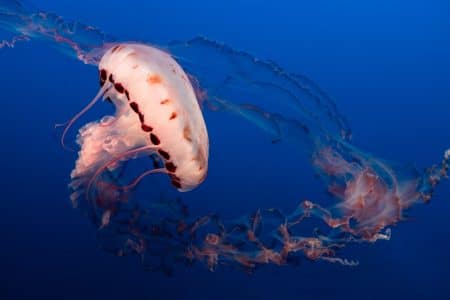 Meduse
