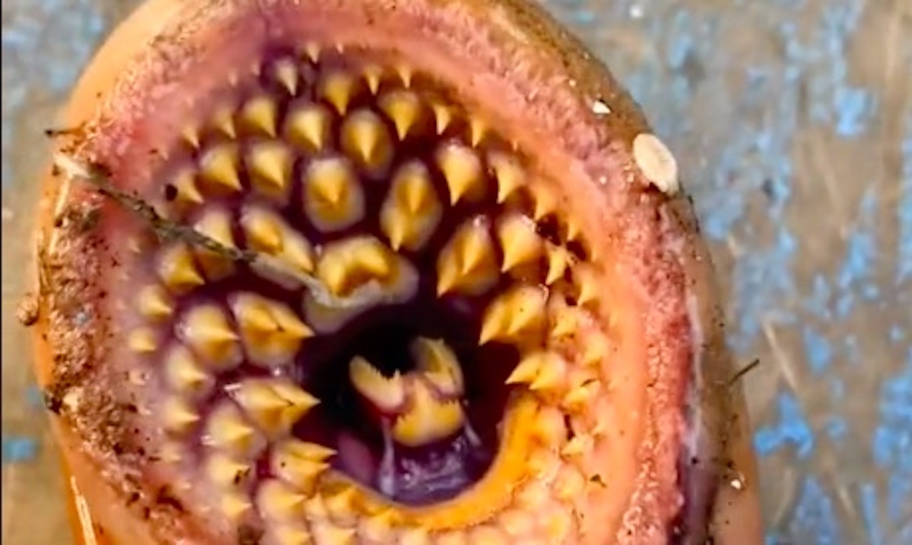 Cet étrange poisson aux allures d’extraterrestre va vous terrifier (vidéo)