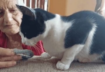 Un chat renifle un objet de sa propriétaire décédée