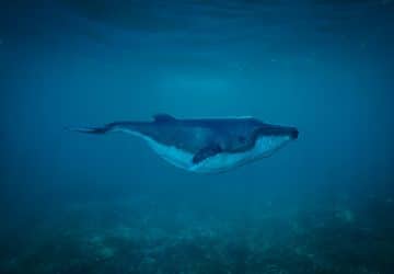 Vidéo Un drone capture les images impressionnantes d'une baleine à bosse se faisant dévorer par des requins !