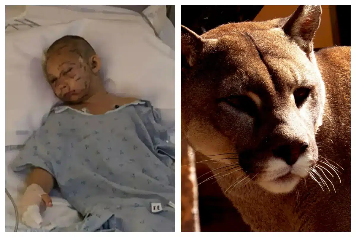 Etats-Unis : une petite fille de 9 ans attaquée par un puma