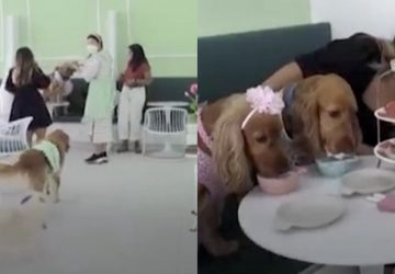 cafe chiens