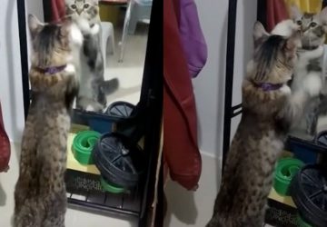 chat miroir