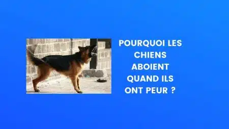 chien