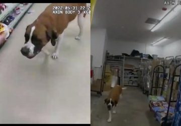 chien magasin