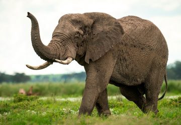 elephant tueur Inde