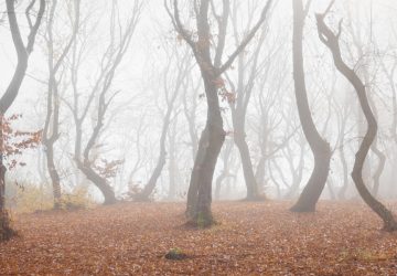 Hoia Baciu Forest