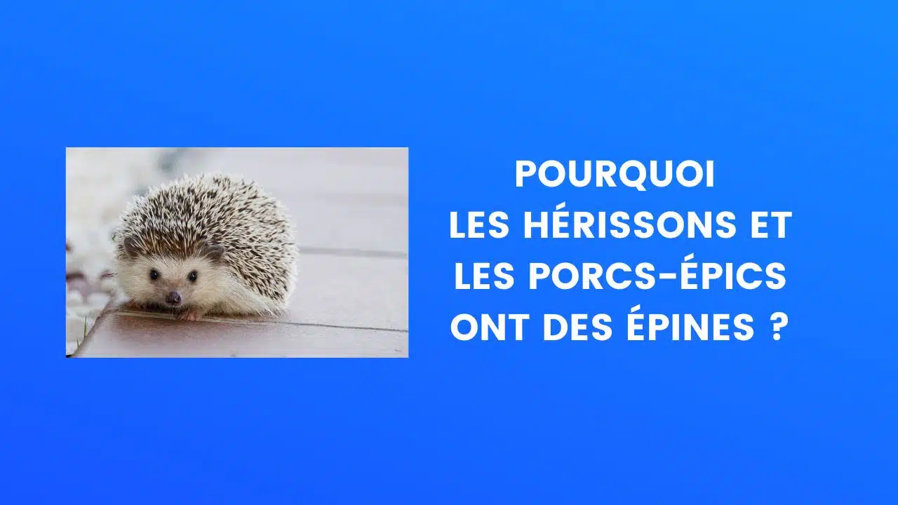 saviez-vous