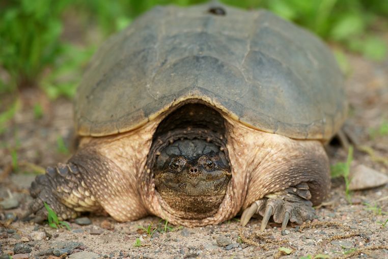 tortue serpentine gironde