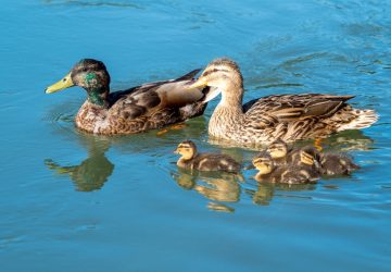 Canards