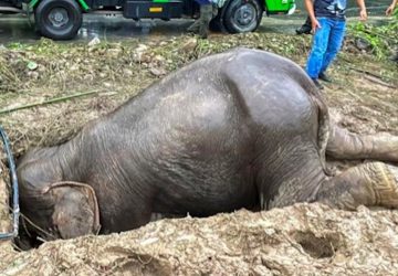 éléphants