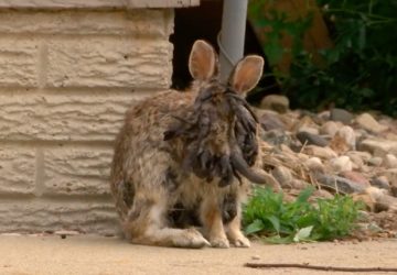 Lapin