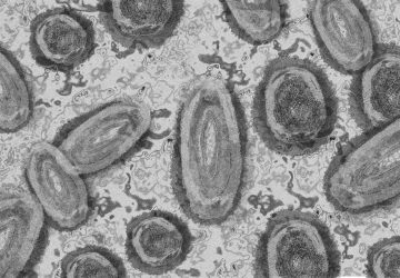 Le directeur général de l’OMS déclare une urgence de santé publique de portée internationale concernant la variole du singe