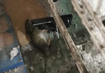 Leclerc Drive Chambray-les-Tours : des employés dénoncent un entrepôt infesté de rats