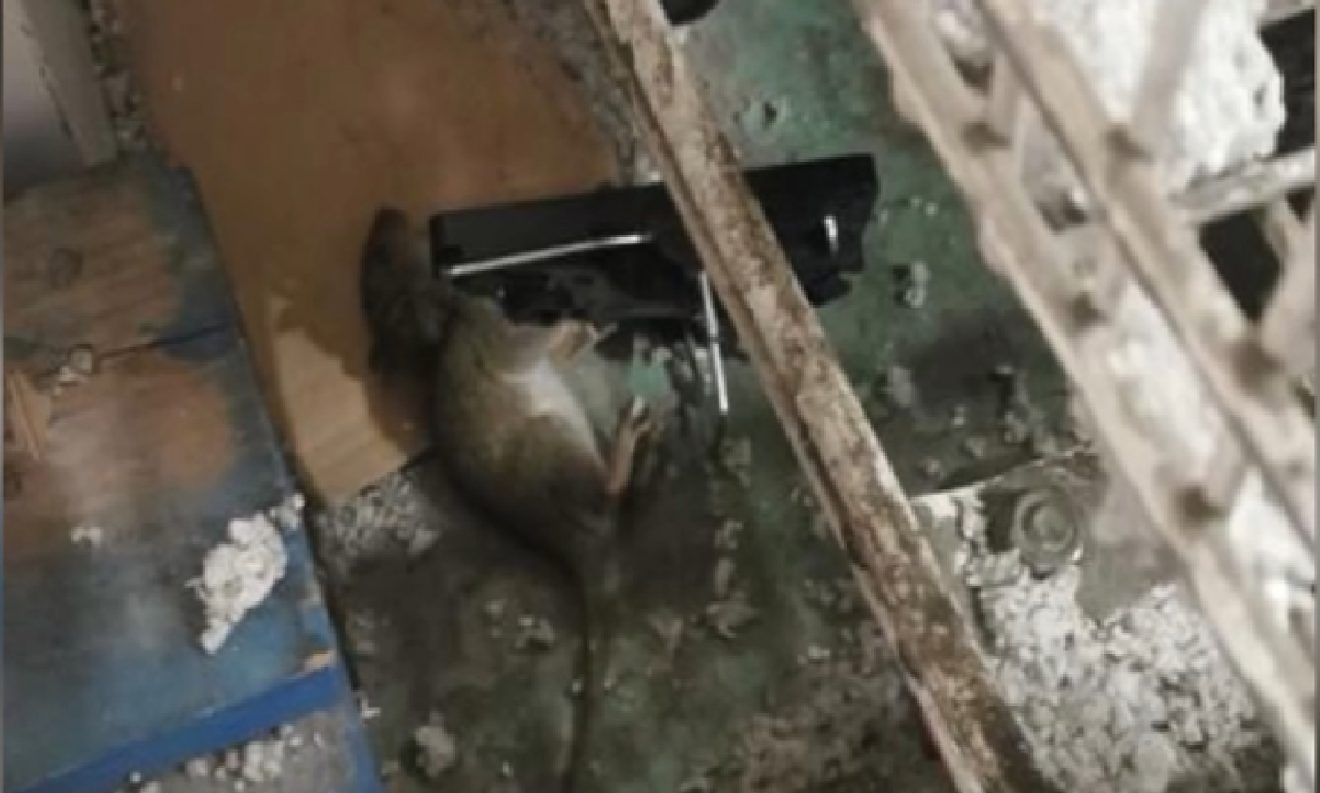 Leclerc Drive Chambray-les-Tours : des employés dénoncent un entrepôt infesté de rats