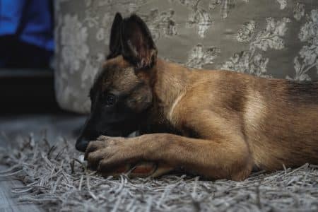 Malinois voiture