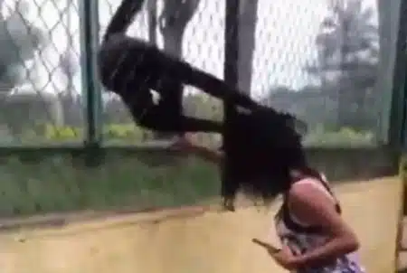 Singe attaque