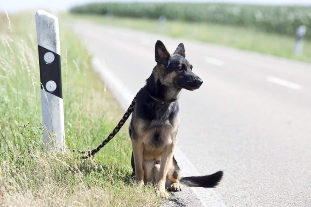 abandon animaux nouvelles campagne