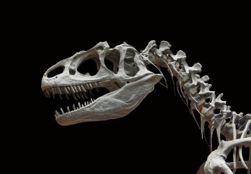dinosaure