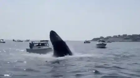 baleine