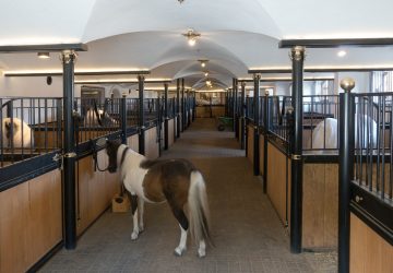 centre equestre poneys