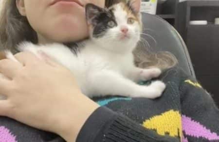 chat patron